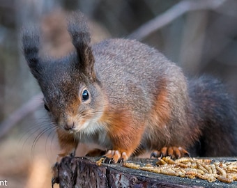 Red Squirrel - i see you!
