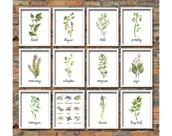 Kitchen Herbs Wall Art Print Set of 12 Vintage Botanical
