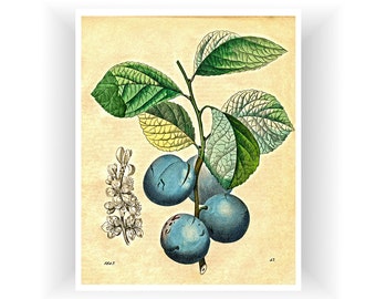 Plums Art For Kitchen