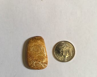 Fossilized Coral from Indonesia