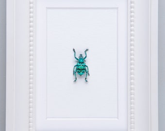 Turquoise Weevil Beetle