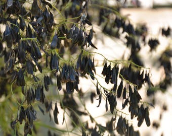 Isatis Tinctoria seeds, Woad seeds, Plant dyes, Natural dye seeds, DIY natural dyeing, Dyers garden, Blue dyes seeds, Natural dye 20 seeds