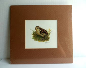 Vintage Print of a Baby Bird Matted Room Decor