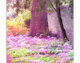 Encantado bosque foto ensueño, impresión de vivero, descarga instantánea, fotografía de naturaleza