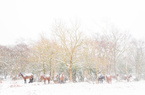 Horse Prints, "Snow Horses 3.' New Forest Print, Winter Landscape, Christmas Prints, Animal Print, Snow Landscape