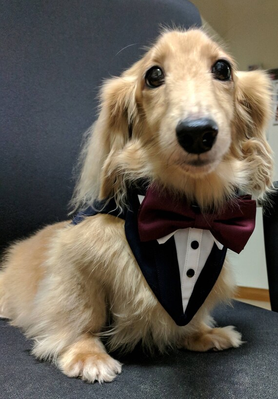 Navy Blue Dog Wedding Tuxedo formal dog tuxedo dog wedding