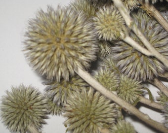 Thistle globes dried billy balls greenery rustic arrangement flower bouquet herb bundle grass natural materials green bunch wild