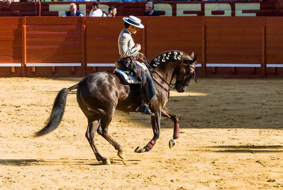 Spanish caballero. horse print, equine print, wall art, limited edition print, photographic print