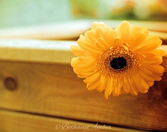 Gerberas Canvas - Various Sizes.