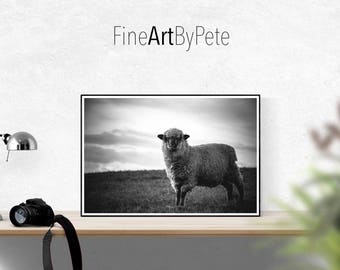 Farm Animal print, sheep prints, animals poster, farmhouse wall art decor, countryside