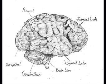 Brain Anatomy, signed 8.5"x11" print
