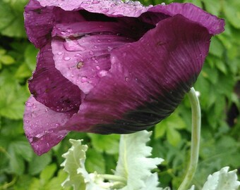 Magenta Poppy Seeds, Rare Magenta Purple Poppies, Heirloom Poppy Seeds, Purple Poppy Seeds, Papaver somniferum