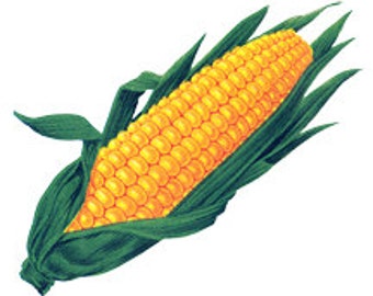 Golden Ear Of Corn Vegetable Kitchen Food - Digital Image - Vintage Art Illustration - Instant Download