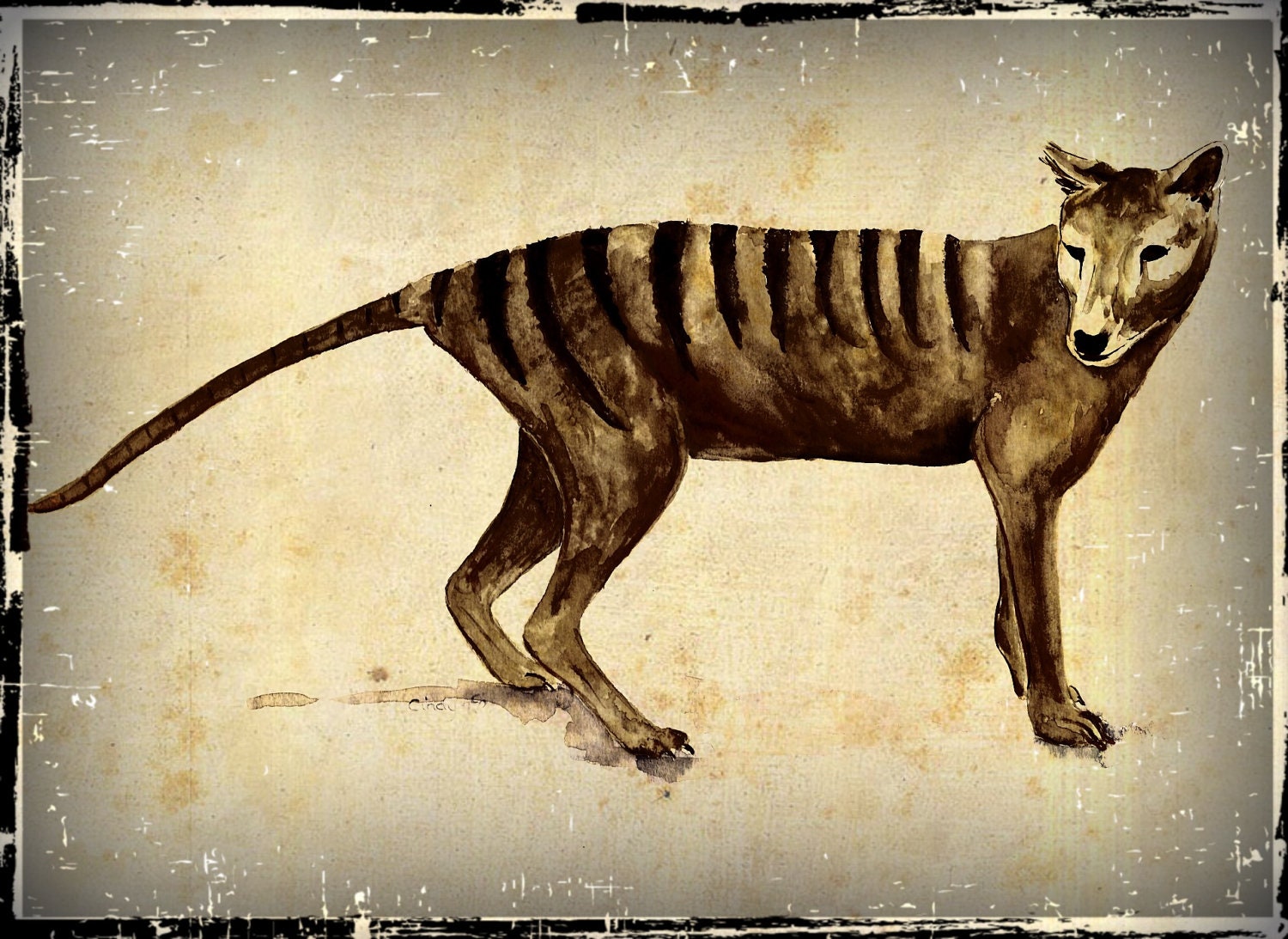 Tasmanian Tiger Thylacine Drawing By Cindy Watkins