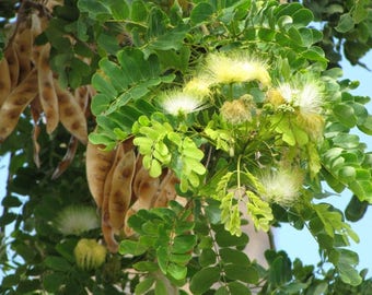 100 Seeds Albizia lebbeck, East Indian walnut Seeds