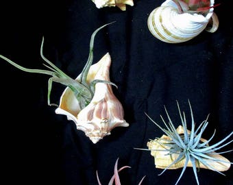 Shell with Tillandsia Air Plant Bromeliad