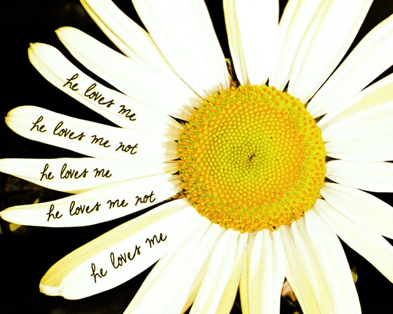 Maru love and yellow daisies essay 08 Maru love and yellow daisies essay 08 picture