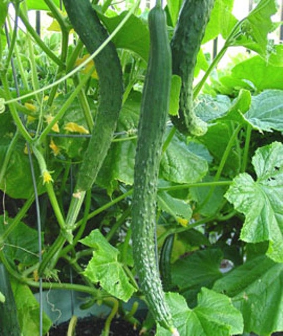 Japanese Long Cucumber Sooyow Nishiki Cucumis