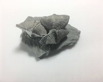 Brachiopod Fossil Mucrospirifer
