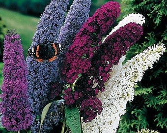 Fragrant Butterfly Bush 'Buddleia Davidii' 50 Seeds