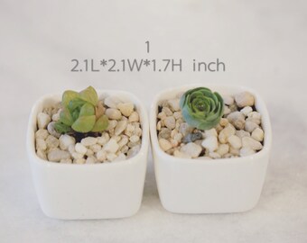 Rare Succulent-Mini White Ceramic Planter with Drainage Hole