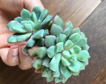 Rare Succulent-Echeveria Subcorymbosa 030 aka Blue Sapphire'