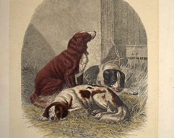 antique handcoloured engraving sport dogs 1860