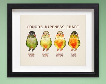 Conure Ripeness Chart Poster / Wall Art