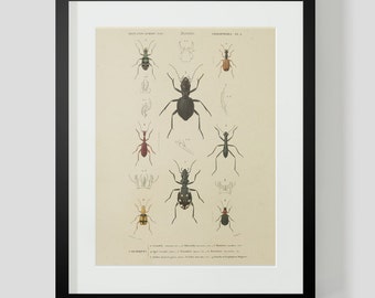 Insect Coleopteres Entomology Plate 1