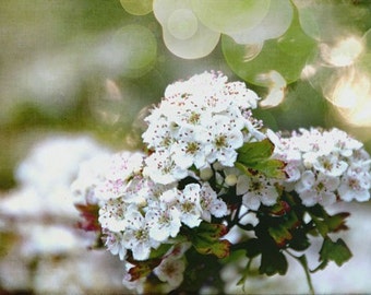 Beautiful Bokeh Blossoms 8 X 10 inch Signed Fine Art Photograph