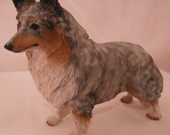 Blue Merrill Sheltie
