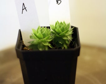 Small Cobweb Hens & Chicks Succulent