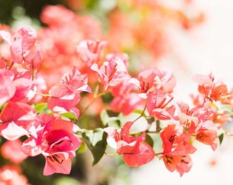 San Diego, California Floral Print