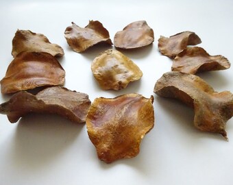 Set of 10 pcs DIY Jacaranda Seeds, Dried Seeds, Rustic Wood Decor, Jewelry & Accessories Making, Natural Pendant, Not Drilled, Rare Seeds !!