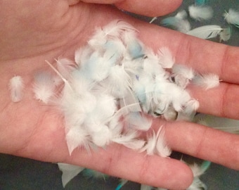 50 super small parrot feather mix - budgie plumage perfect for miniature crafts (cruelty-free)
