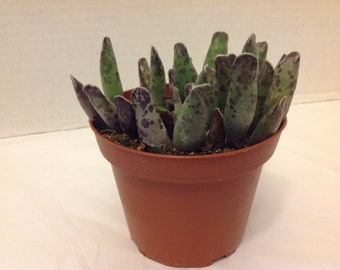 Succulent plant, Adromischus cooperi, similar to Calico Hearts, beautiful green gray with burgundy colors.