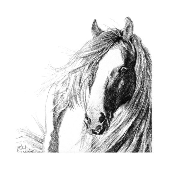 Horse art square horse art print from a pencil drawing Horse art square horse art print from a pencil drawing