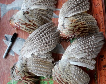 ONE real ring-necked pheasant wing for crafts, display, more DESTASH