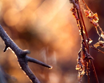 Leaf Photo Collection