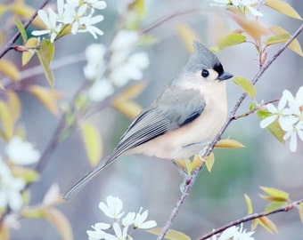 Tufted Titmouse Bird Photography Print, Nature Photography Bird Print, Bird Art Print, Bird Photo, Woodland, Tufted Titmouse in Spring