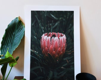 Protea Fine Art Print