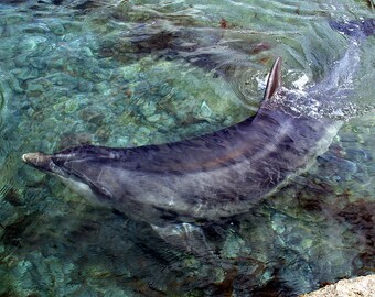 Dusty the Dolphin from Doolin, County Clare, Ireland
