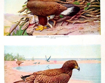 Golden Eagle, Bald Eagle, Gyrfalcon, White Gyrfalcon - Bird Print - 1936 Vintage Book Page - 8 x 11