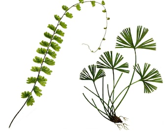 Fern, Adiantum Caudatum, Redoute, Flower Clipart, Botanical Clipart