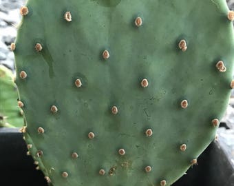 Small Cold Hardy Prickly Pear Cactus Pad