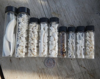 Vials of Real Teeth, Bones, Claws and More - Your Choice of Size