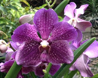 Orchid - Vanda Mamo Somjit Bangyikhan Blue ….. Stock #343