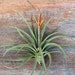 2 Vernicosa Air Plants - FREE SHIPPING!