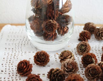 50 Natural Pine Cones, Mini Pine Cones, 50 TINY Pine Cones, Wooden Pine Cones