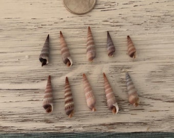 10 Auger Shells from Southwest Florida seashells